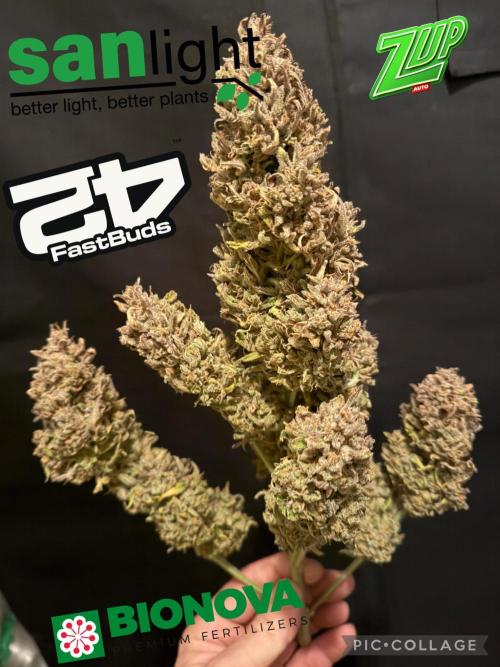 FastBuds Seedtest😁. Week 13