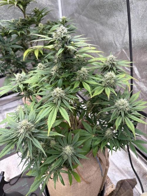 FastBuds42 Seedtest. Week 9 - Tag 58.