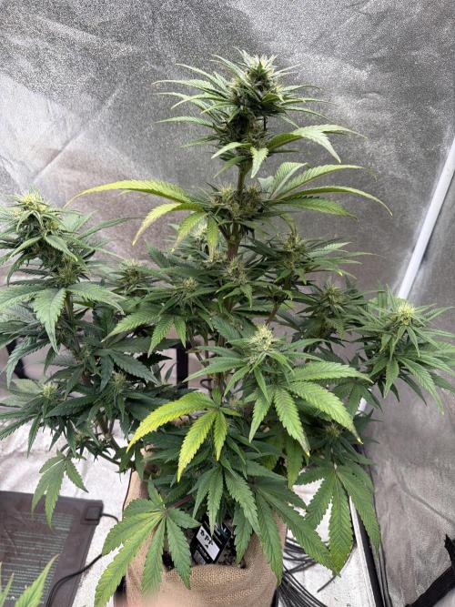 FastBuds42 Seedtest. Week 9 - Tag 58.BPP