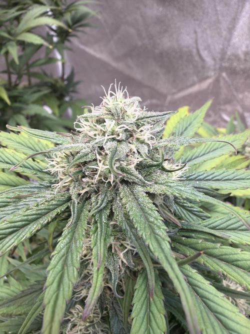 FastBuds42 Seedtest. Week 9 - Tag 58.