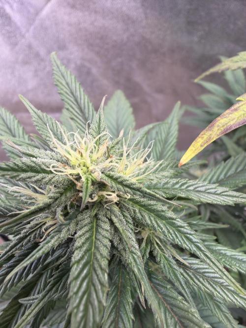 FastBuds42 Seedtest. Week 9 - Tag 58. BPP