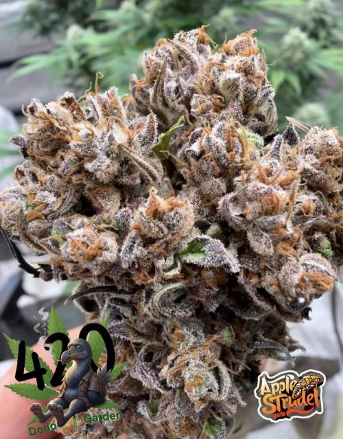 FastBuds Seedtest😁. Week 13