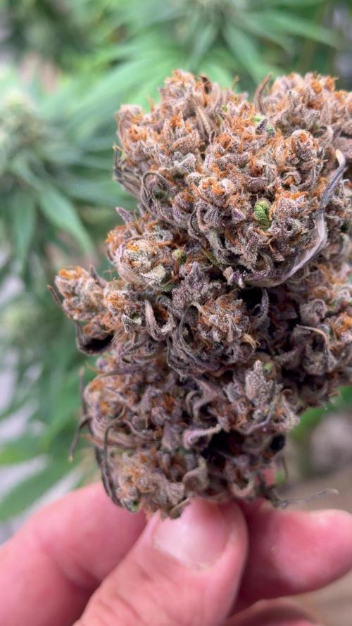 FastBuds Seedtest😁