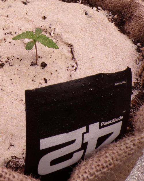 420 Fast Buds Seedtest. Week 1 - Tag 5.