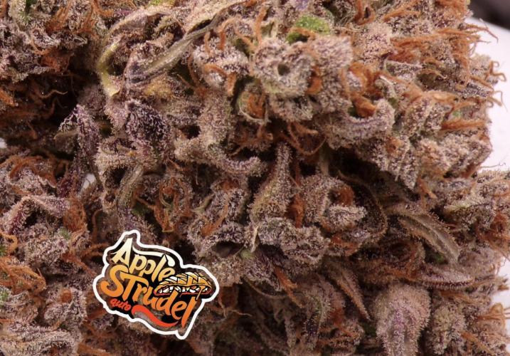 FastBuds Seedtest😁. Week 13