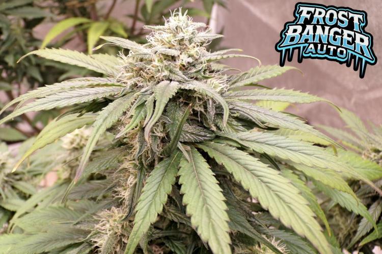 FastBuds42 Seedtest. Week 9