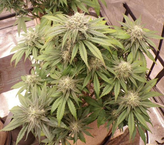 FastBuds42 Seedtest. Week 9 - Tag 61.