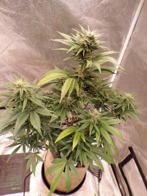 FastBuds42 Seedtest. Week 9 - Tag 61. BPP