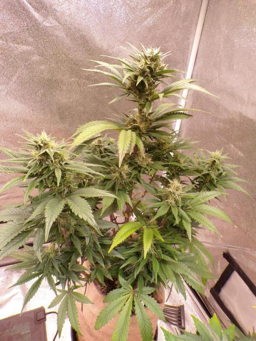 FastBuds42 Seedtest. Week 9 - Tag 61. BPP