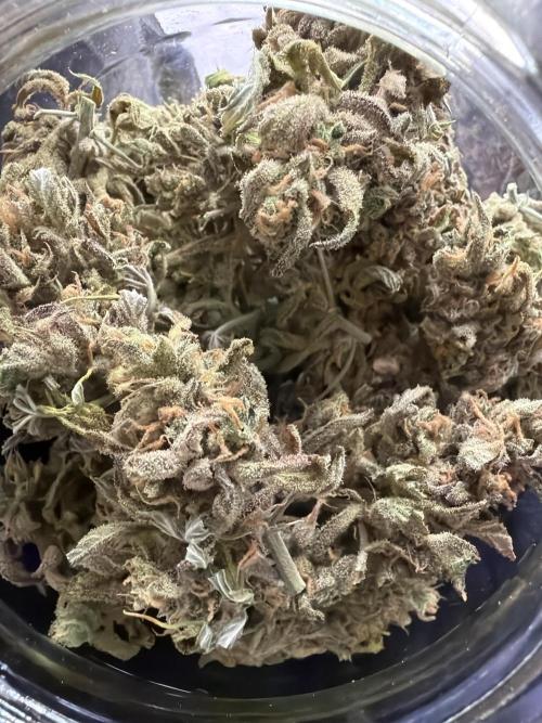 FastBuds Seedtest😁. Week 13