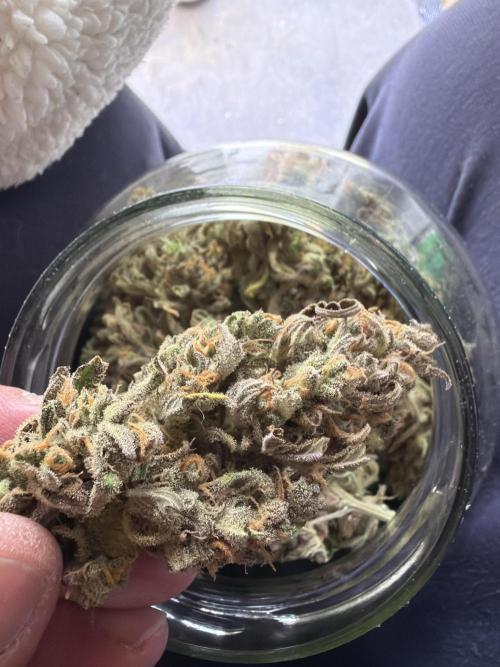 FastBuds Seedtest😁. Week 13