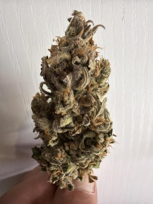 FastBuds Seedtest😁. Week 13