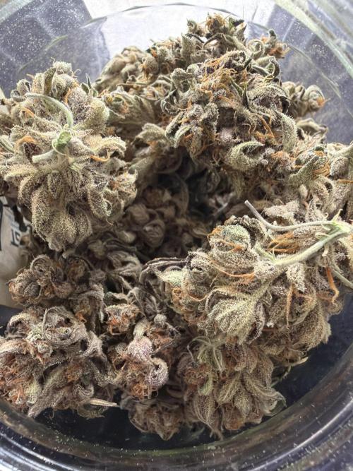 FastBuds Seedtest😁. Week 13