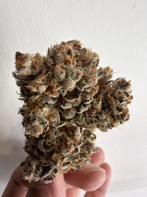 FastBuds Seedtest😁. Week 13