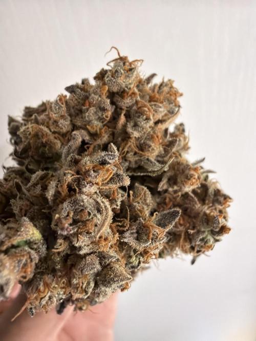 FastBuds Seedtest😁. Week 13