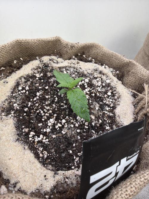 420 Fast Buds Seedtest. Week 2 - Tag 8