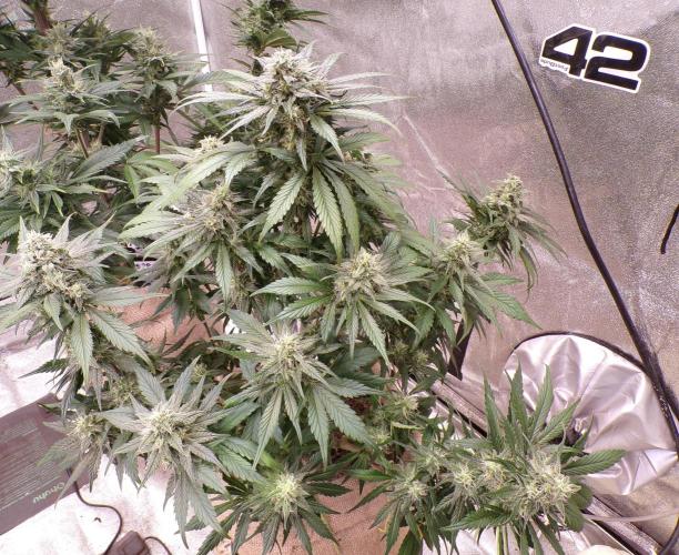 FastBuds42 Seedtest. Week 10 - Tag 64