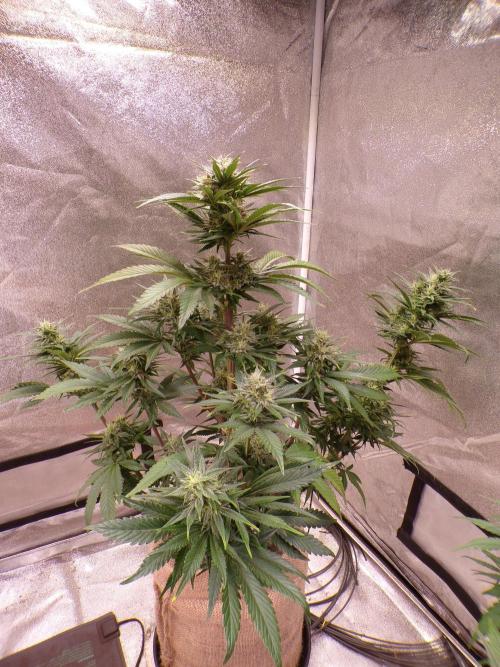 FastBuds42 Seedtest. Week 10 - Tag 64