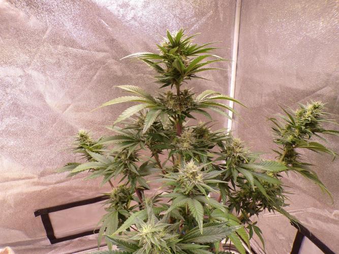 FastBuds42 Seedtest. Week 10 - Tag 64