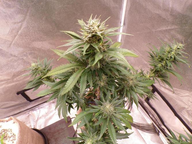 FastBuds42 Seedtest. Week 10