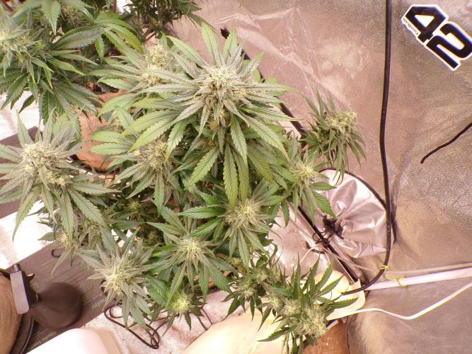 FastBuds42 Seedtest. Week 10