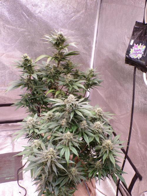 FastBuds42 Seedtest. Week 10