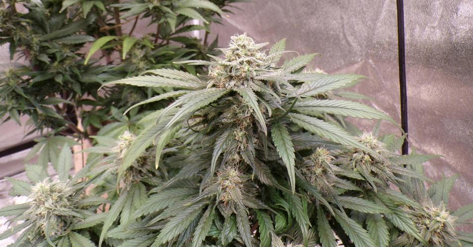 FastBuds42 Seedtest. Week 10