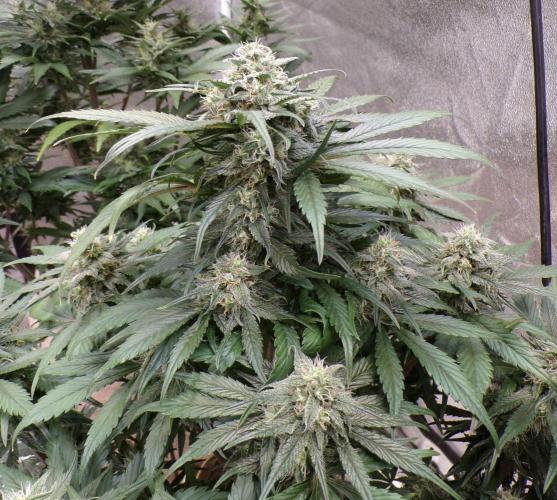 FastBuds42 Seedtest. Week 10