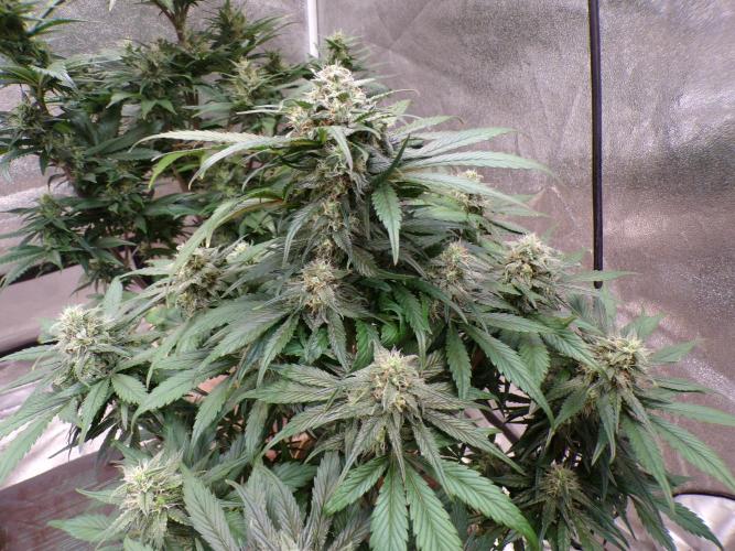 FastBuds42 Seedtest. Week 10