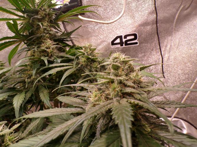 FastBuds42 Seedtest. Week 10