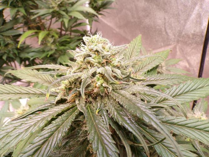 FastBuds42 Seedtest. Week 10