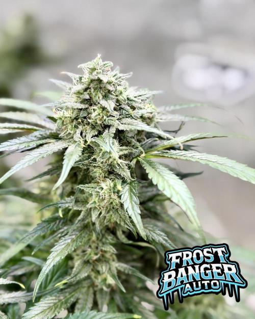 FastBuds42 Seedtest. Week 10