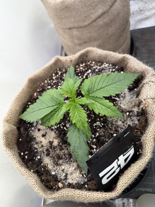 420 Fast Buds Seedtest. Week 2 - Tag 14.