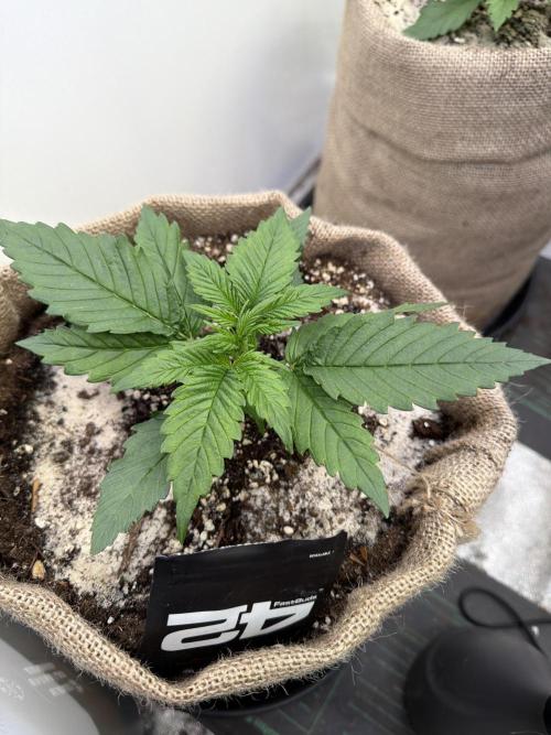 420 Fast Buds Seedtest. Week 3 - Tag 15.