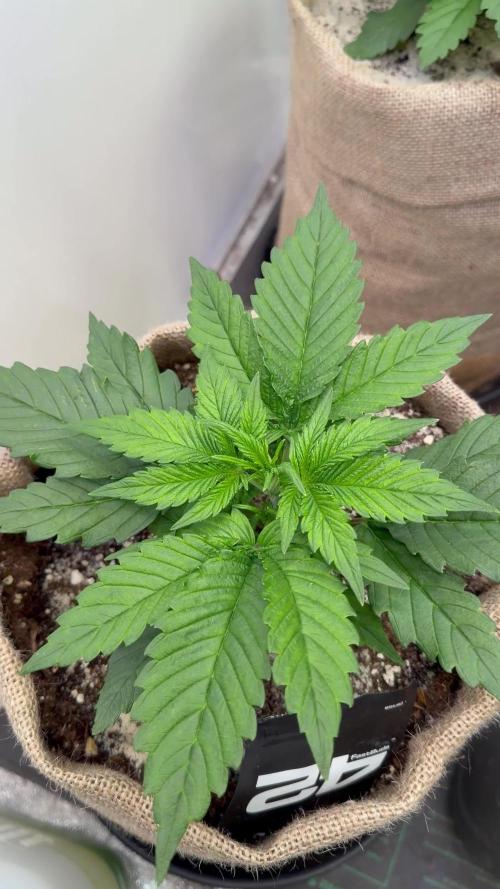 420 Fast Buds Seedtest