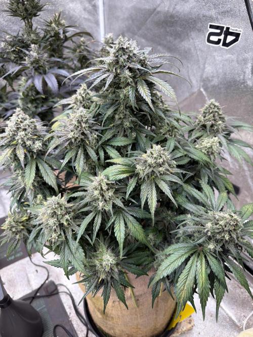 FastBuds42 Seedtest. Week 11 - Tag 75.