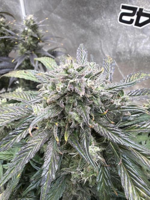 FastBuds42 Seedtest. Week 11 - Tag 75