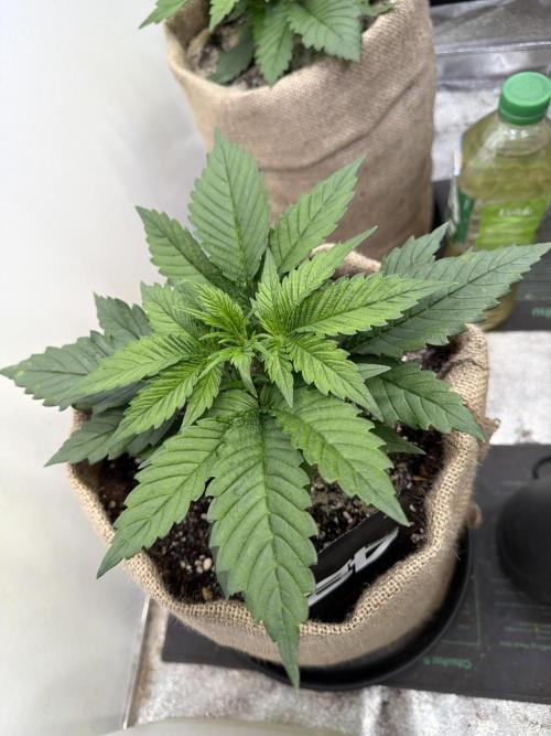 420 Fast Buds Seedtest. Week 4 - Tag 19