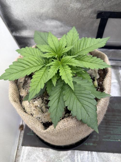 420 Fast Buds Seedtest. Week 4 - Tag 19