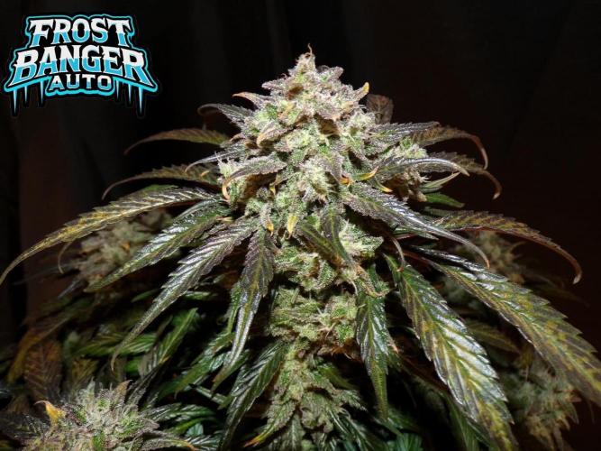 FastBuds42 Seedtest. Week 11