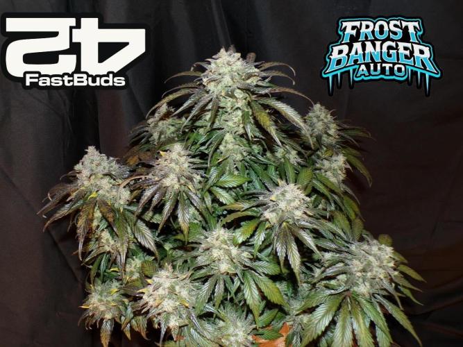 FastBuds42 Seedtest. Week 11