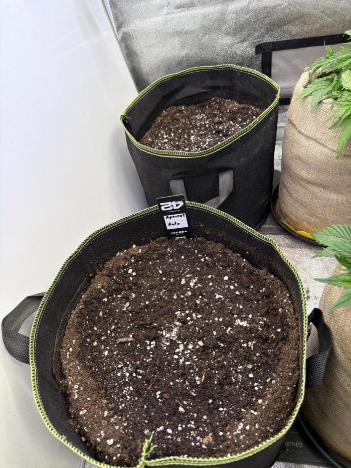 FastBuds Seedtest💪🏽. Week 0 - Gooooo…😜