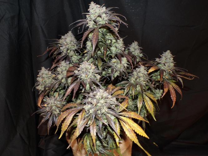 FastBuds42 Seedtest. Week 12