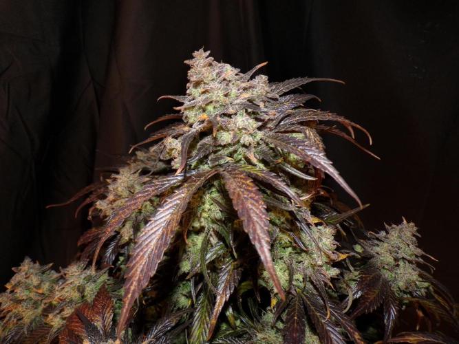 FastBuds42 Seedtest. Week 12