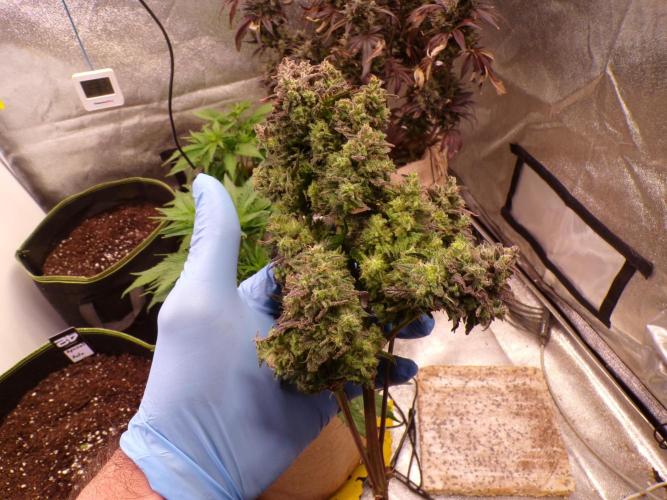 FastBuds42 Seedtest. Week 12