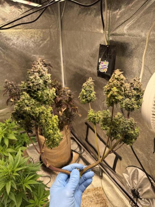 FastBuds42 Seedtest. Week 12