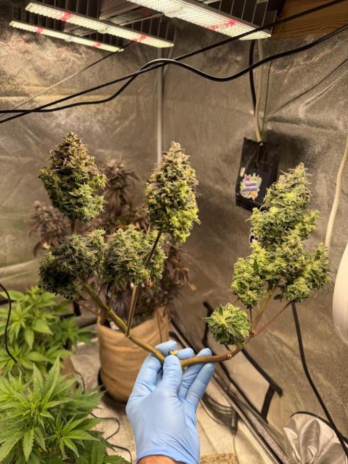 FastBuds42 Seedtest. Week 12