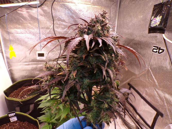 FastBuds42 Seedtest. Week 12