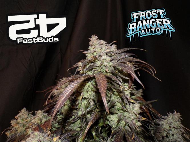 FastBuds42 Seedtest. Week 12