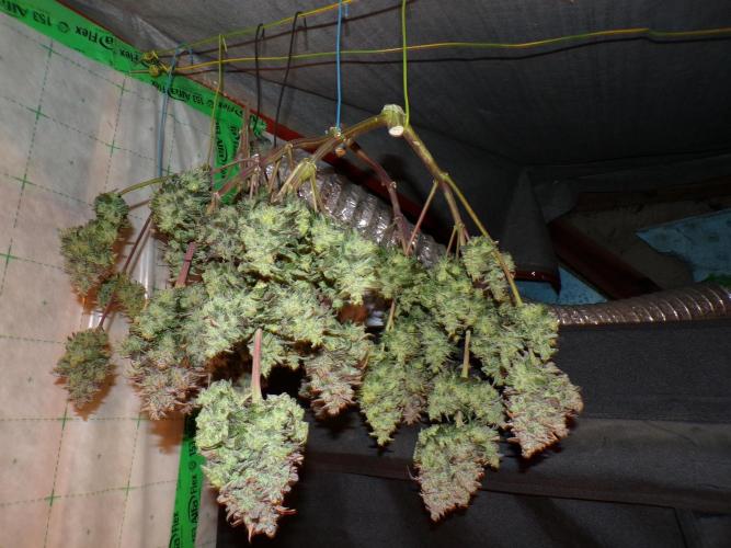 FastBuds42 Seedtest. Week 12